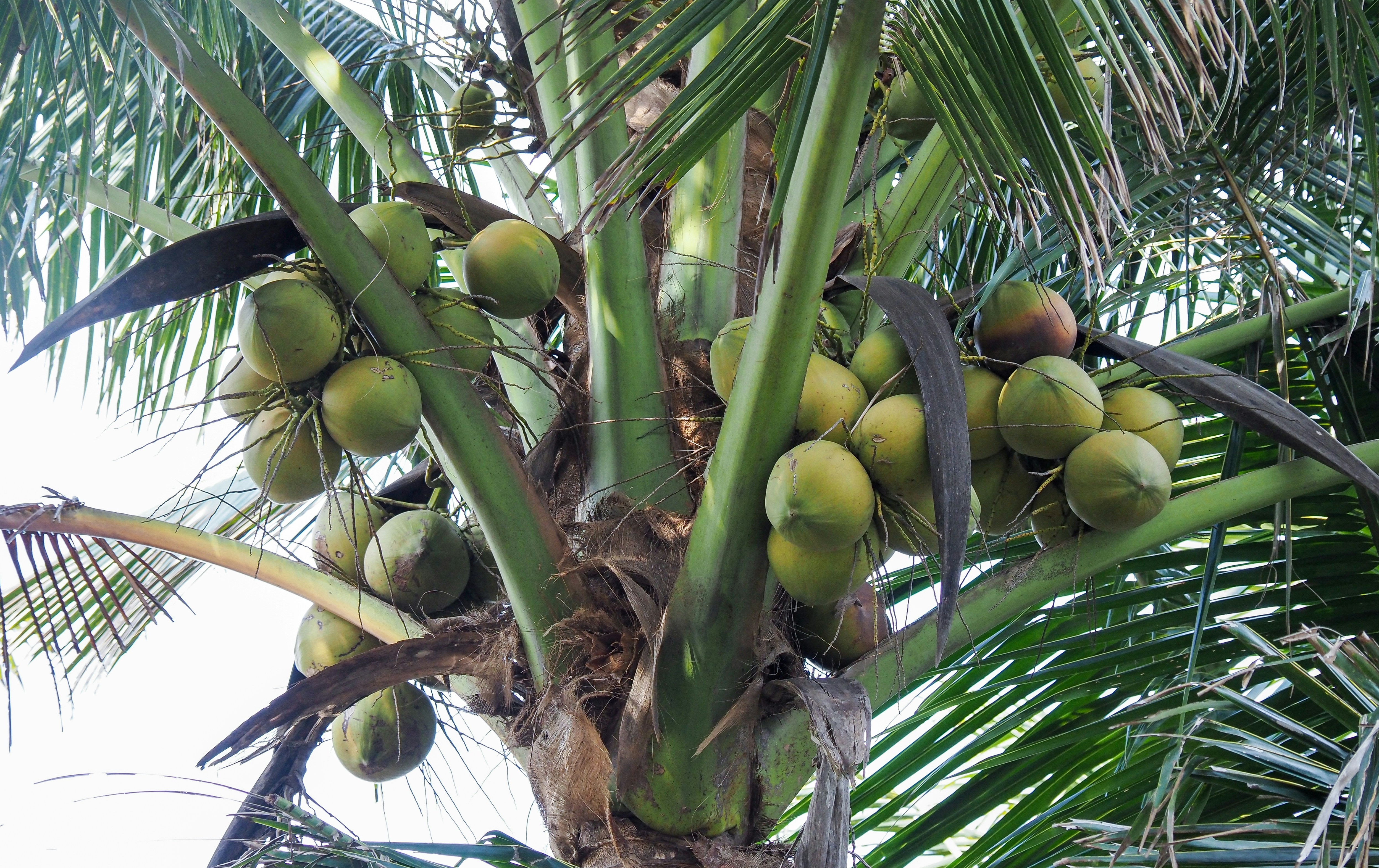 Coconut Sugar Export
